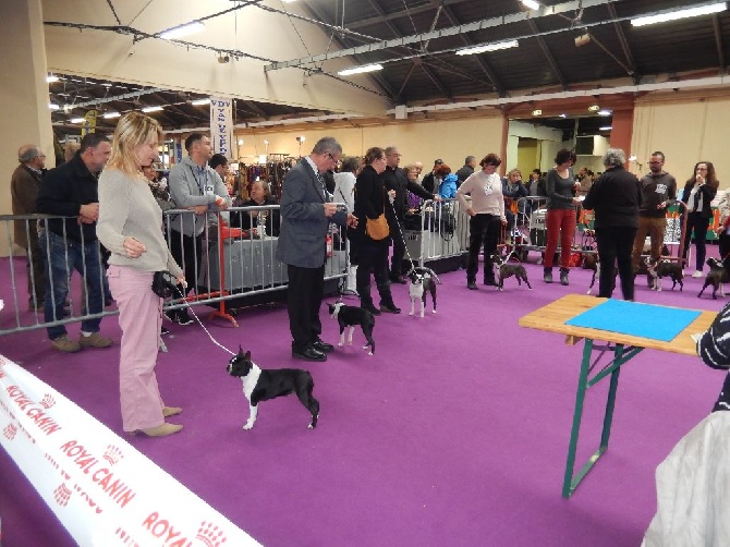 De L'esprit Du Chien - Valence CACS - CACIB Mars 2015