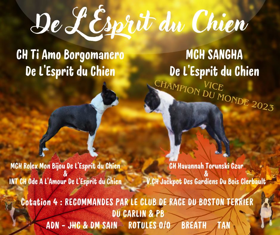 De L'esprit Du Chien - Les bébés de MCH SANGHA ET CH TIA attendu pour mi novembre