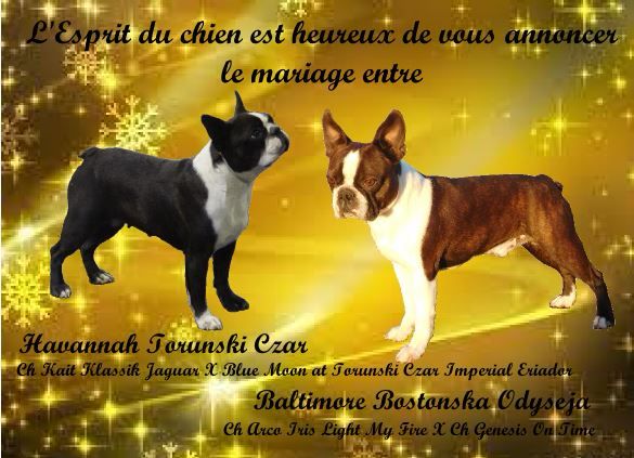 De L'esprit Du Chien - Les 1ers bébés de Havannah et Balti pour fin février