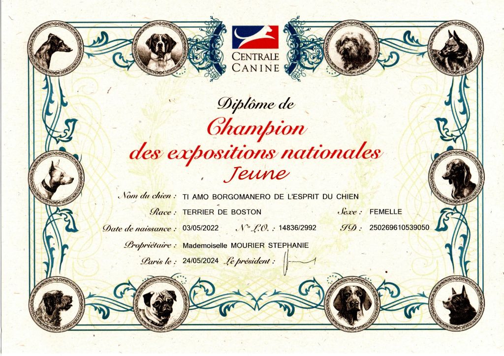 De L'esprit Du Chien - TIA DEVIENT CHAMPION DES EXPOSITIONS NATIONALES JEUNE