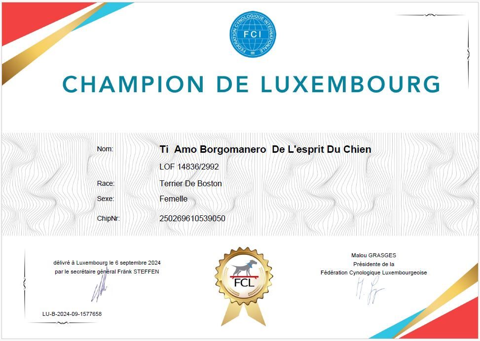 De L'esprit Du Chien - TI AMO BORGOMANERO DE L'ESPRIT DU CHIEN CHAMPION DE LUXEMBOURG 2024