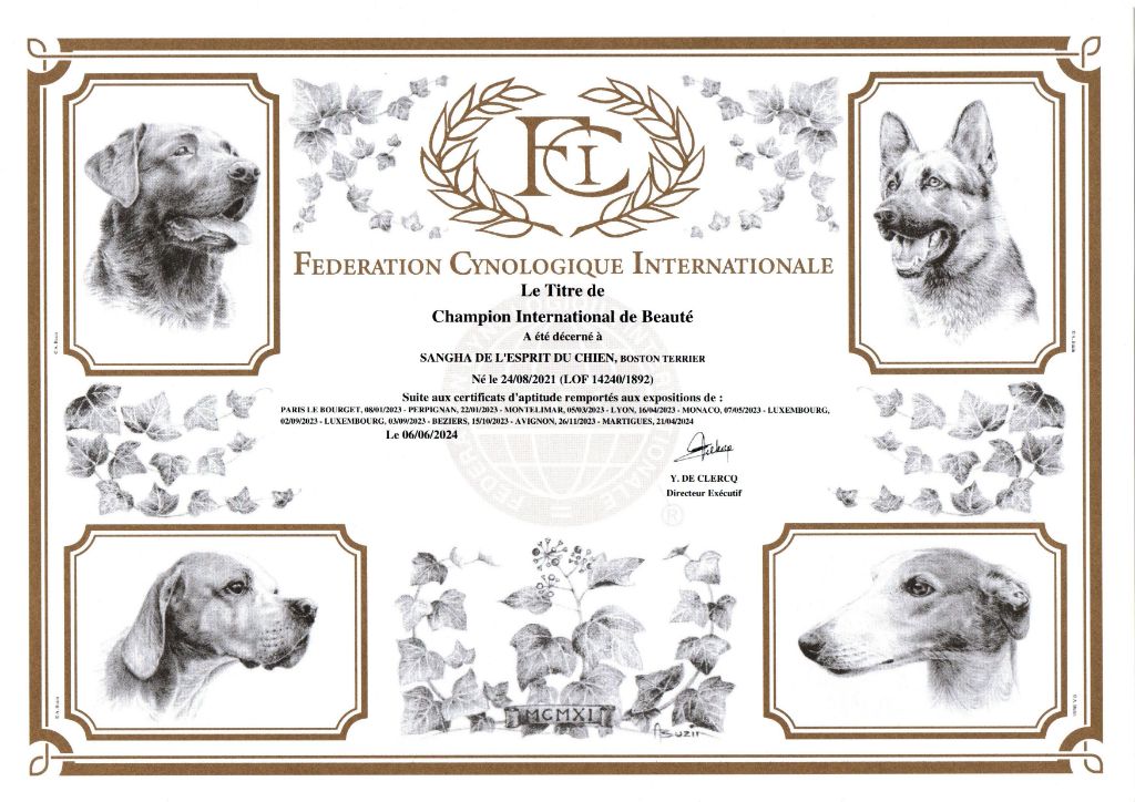 De L'esprit Du Chien - SANGHA CHAMPION INTERNATIONAL DE BEAUTE 2024