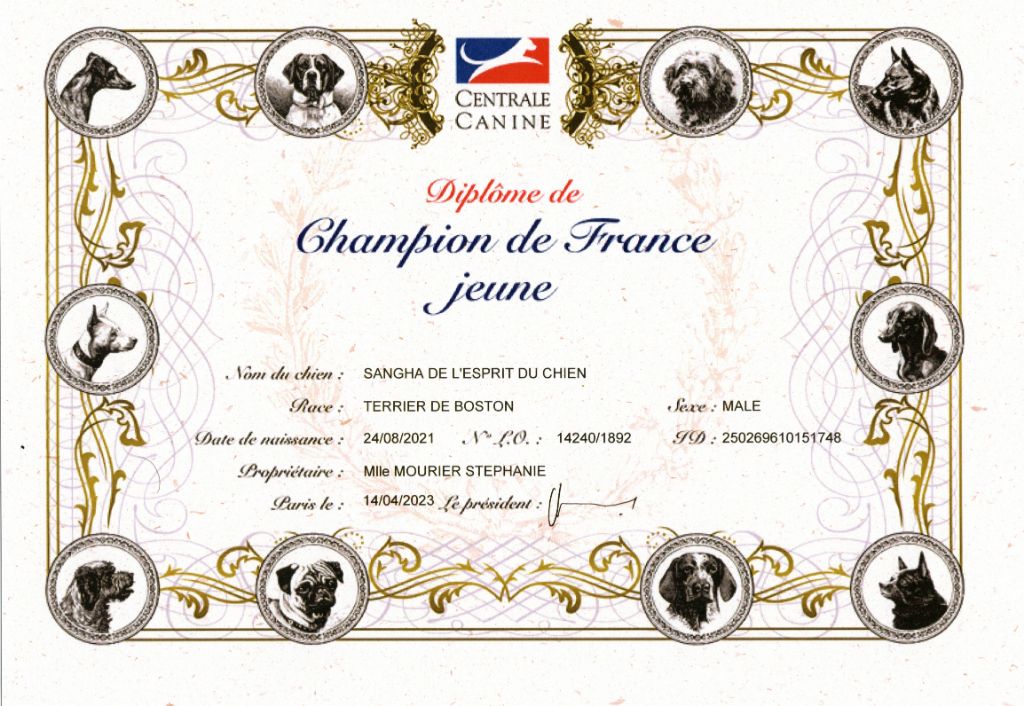 De L'esprit Du Chien - Sangha Jeune Champion de France