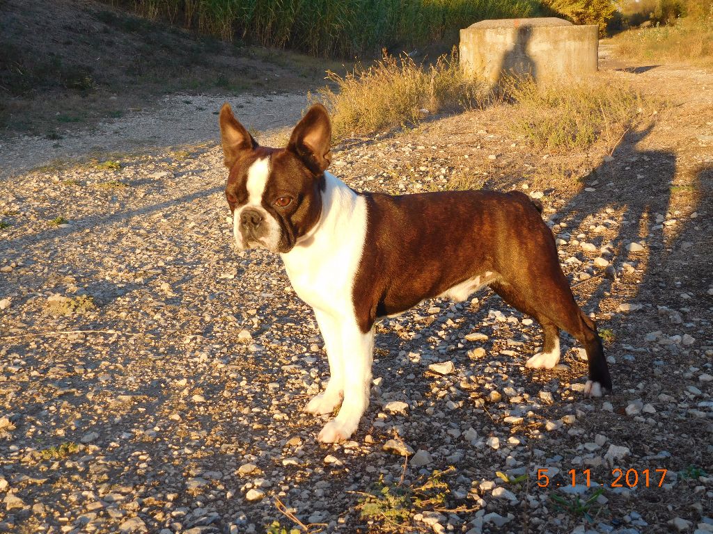 CH. Baltimore bostonska odyseja