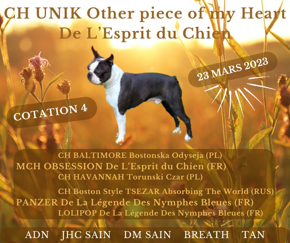 CH. Unik other piece of my heart De L'esprit Du Chien