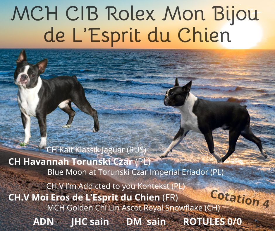 CH. Cib rolex mon bijou De L'esprit Du Chien