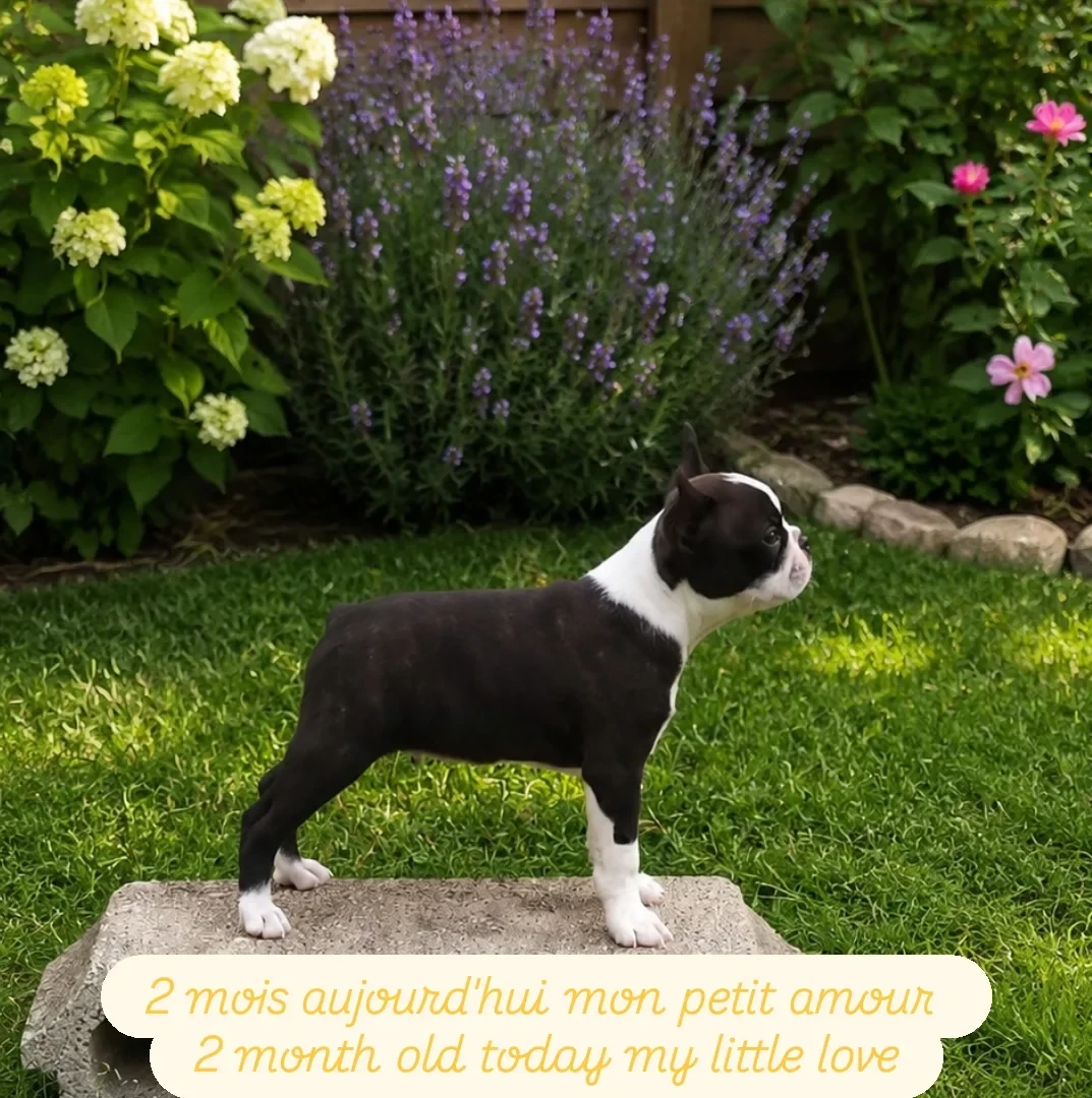 B De L'esprit Du Chien