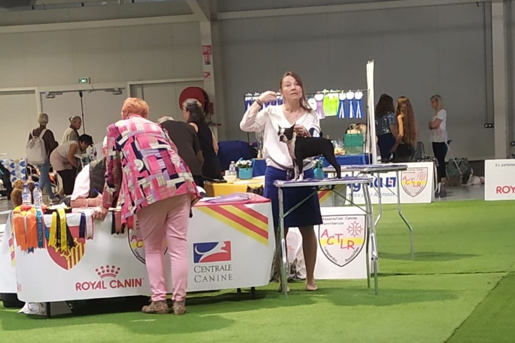 Vicky de L'Esprit du Chien