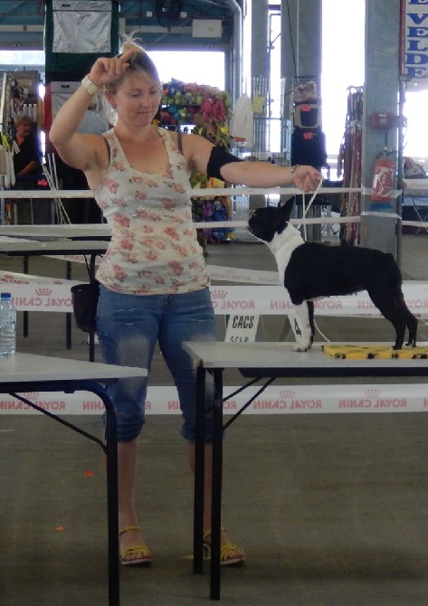 De L'esprit Du Chien - Montpellier CACS Juin 2015