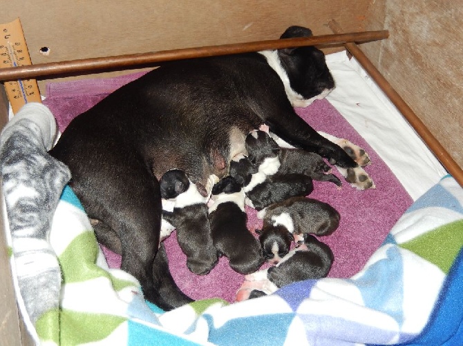 De L'esprit Du Chien - Les chiots de Jaïa et Ascot sont nés