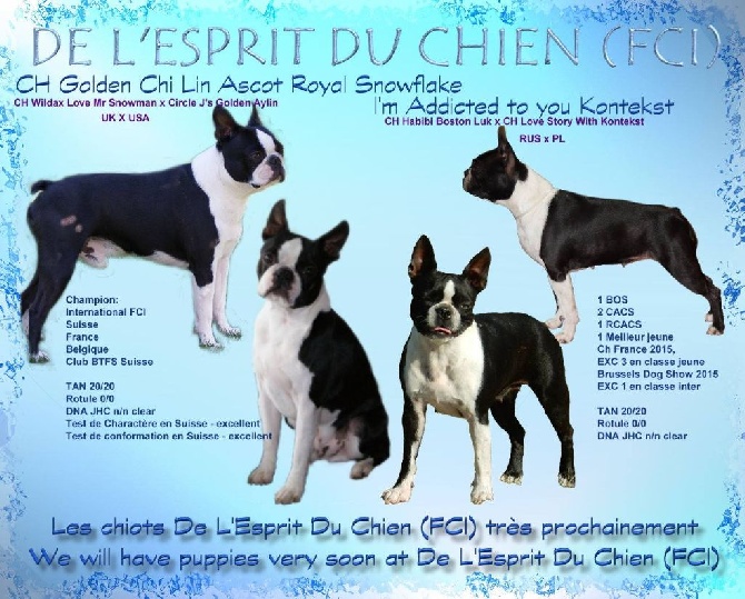 De L'esprit Du Chien - Mariage entre Jaïa et Ascot