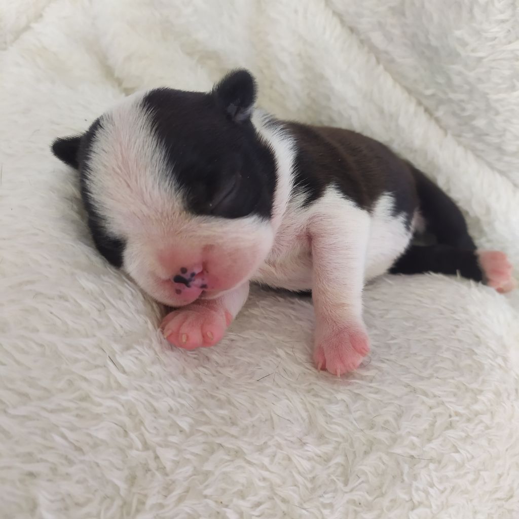 De L'esprit Du Chien - Chiots disponibles - Boston Terrier