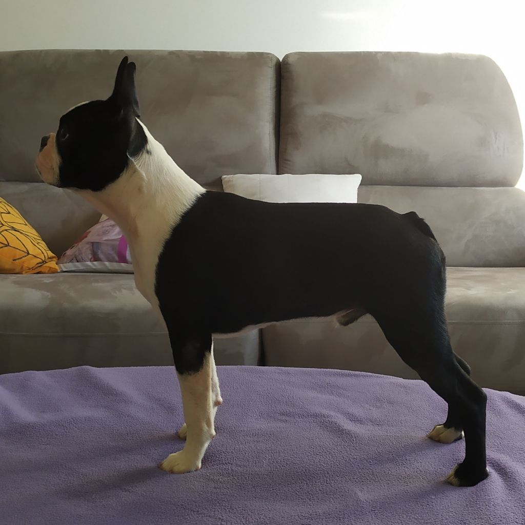 De L'esprit Du Chien - Chiots disponibles - Boston Terrier