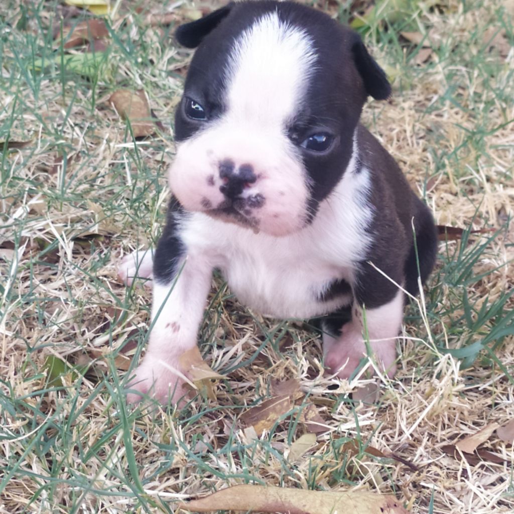 De L'esprit Du Chien - Chiots disponibles - Boston Terrier