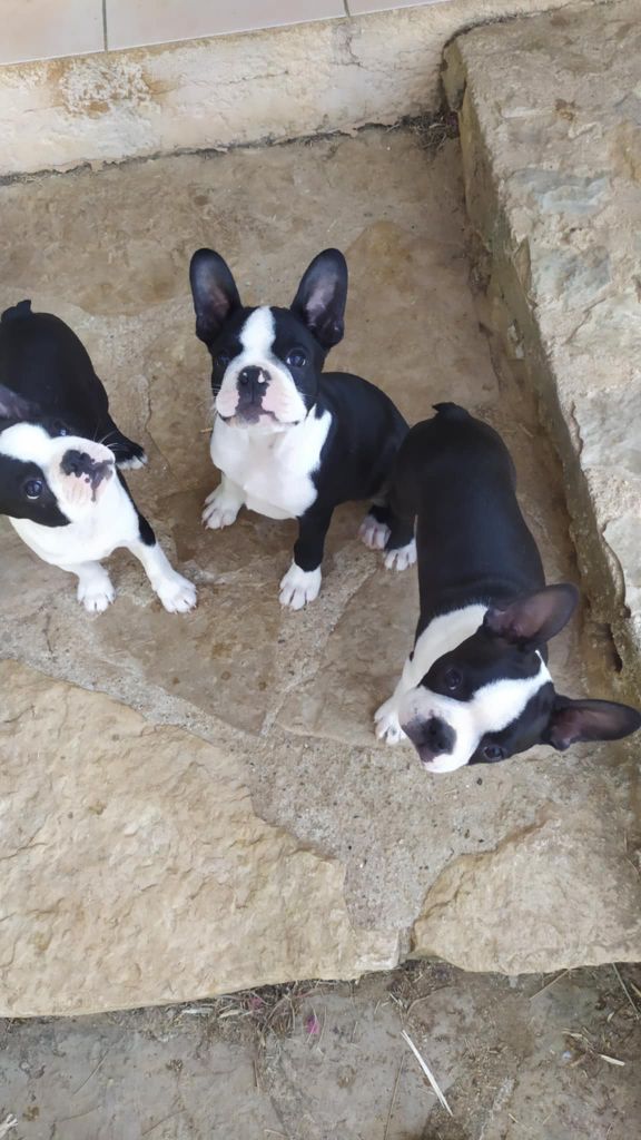 De L'esprit Du Chien - Chiots disponibles - Boston Terrier