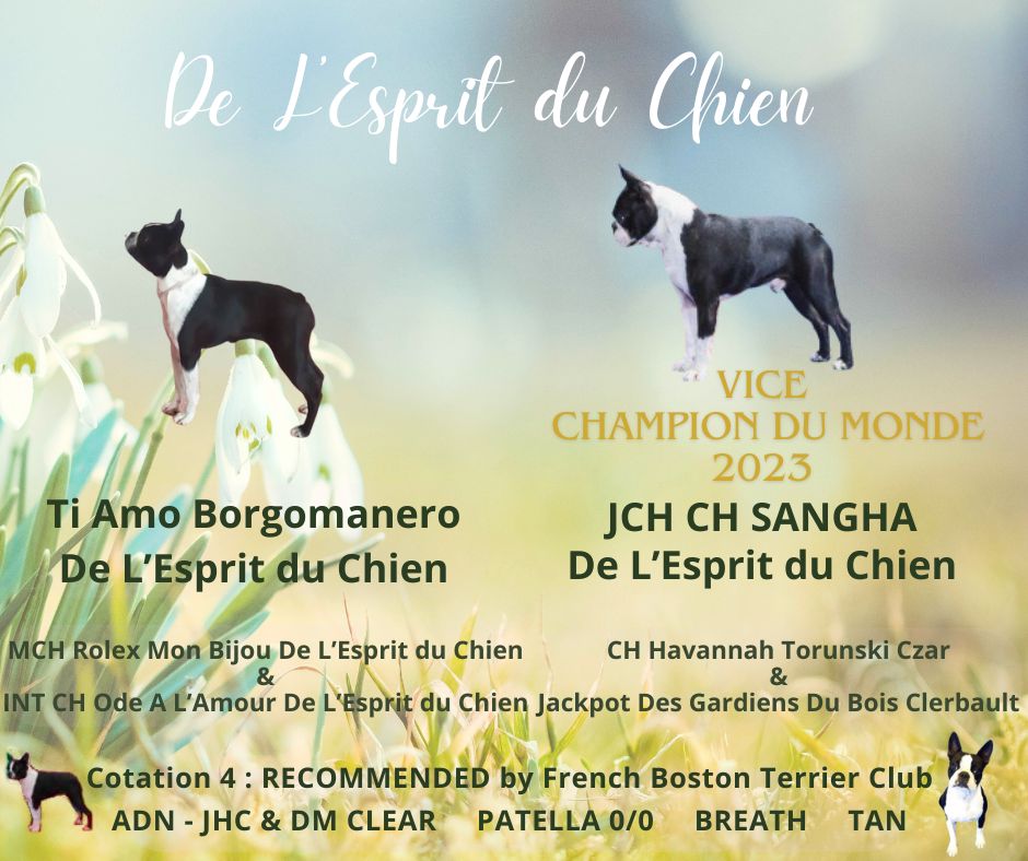 Chiot Boston Terrier De L'esprit Du Chien
