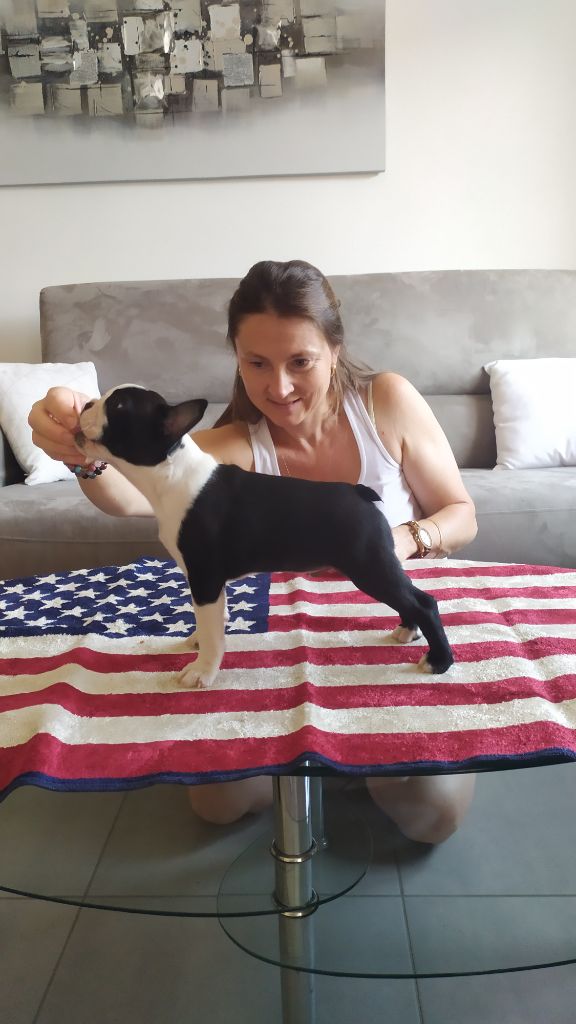 De L'esprit Du Chien - Chiots disponibles - Boston Terrier