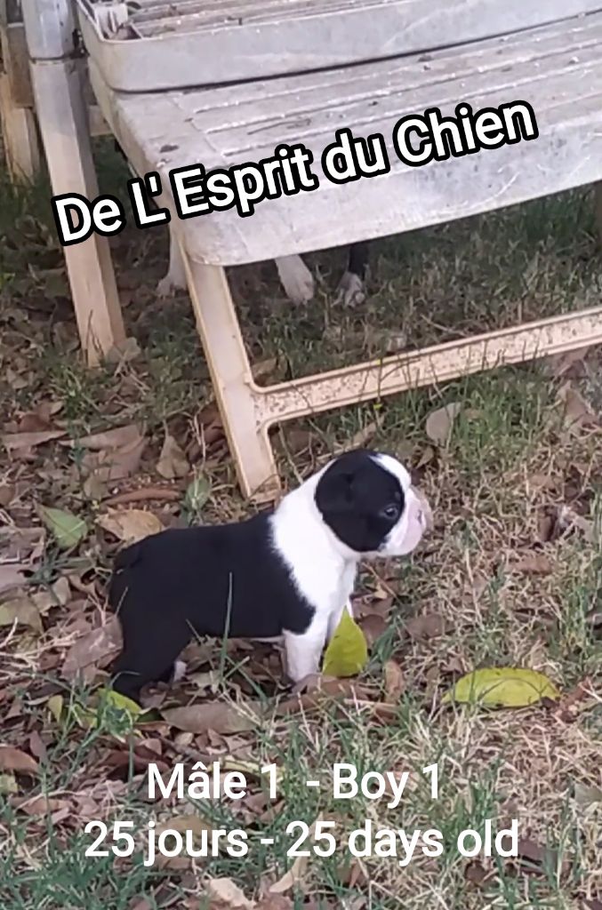De L'esprit Du Chien - Chiots disponibles - Boston Terrier