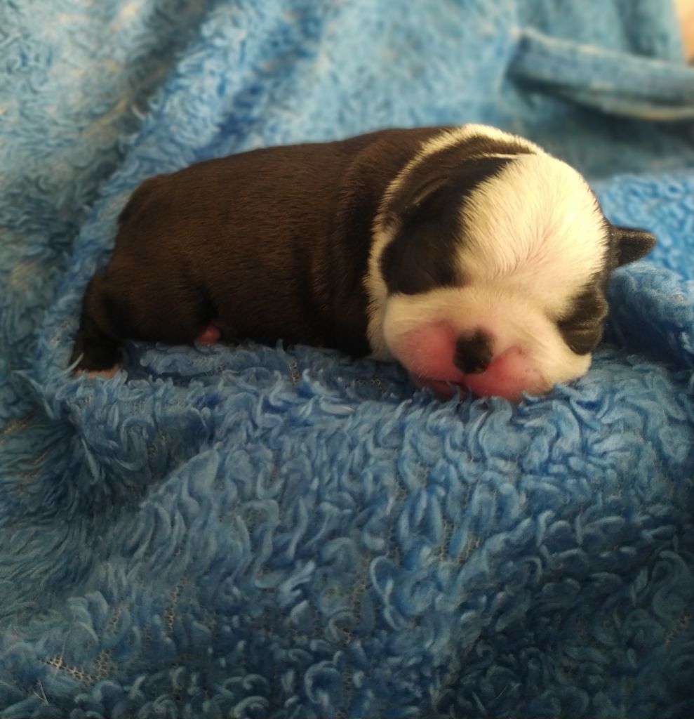 De L'esprit Du Chien - Chiots disponibles - Boston Terrier