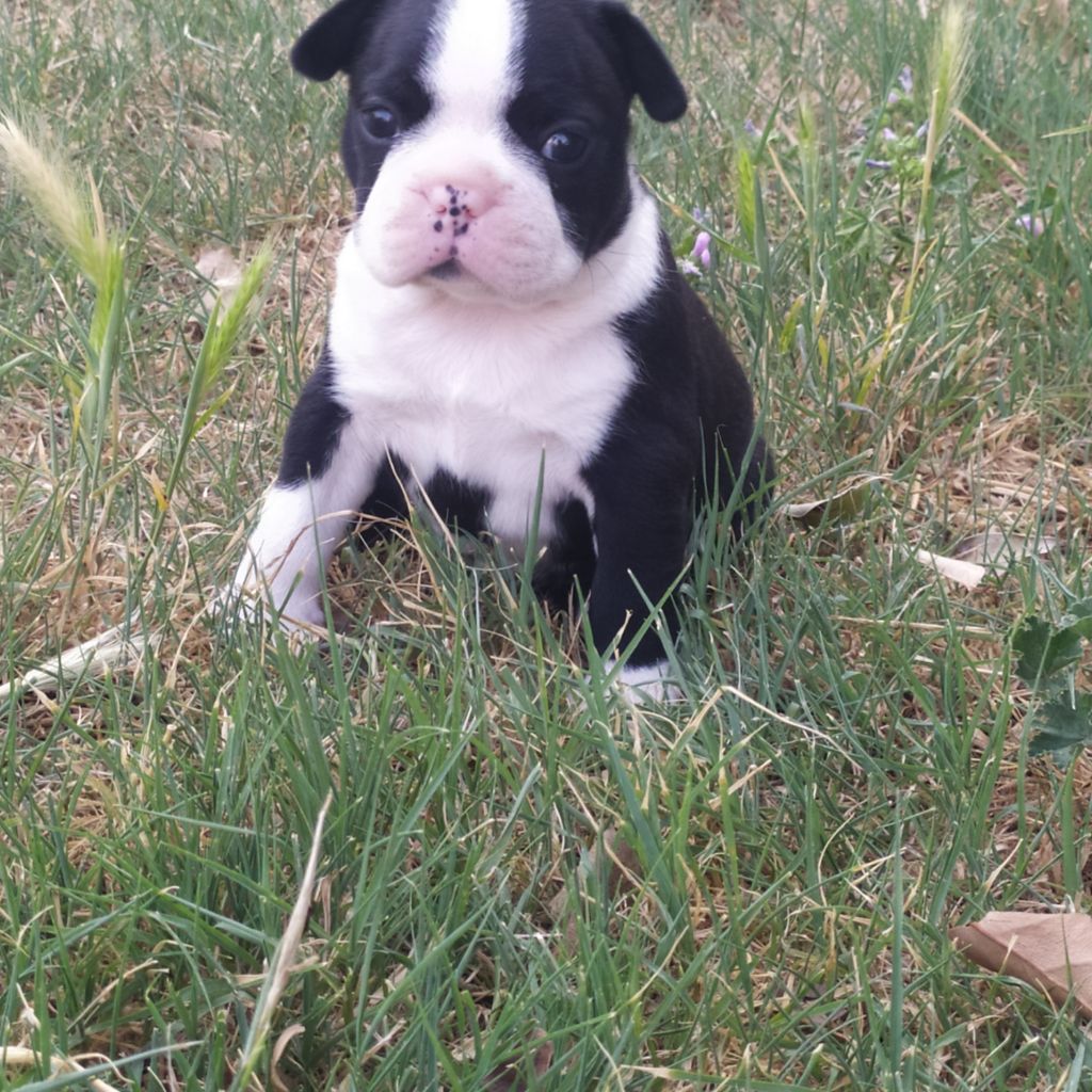 De L'esprit Du Chien - Chiots disponibles - Boston Terrier