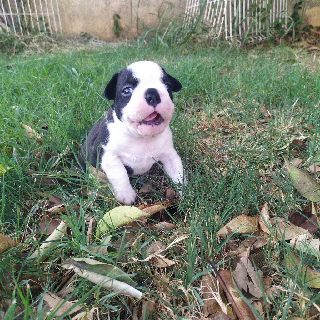 De L'esprit Du Chien - Chiots disponibles - Boston Terrier