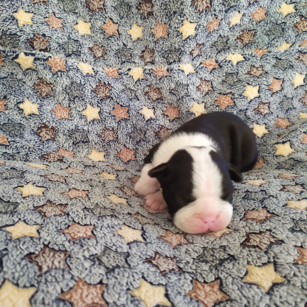 De L'esprit Du Chien - Chiots disponibles - Boston Terrier