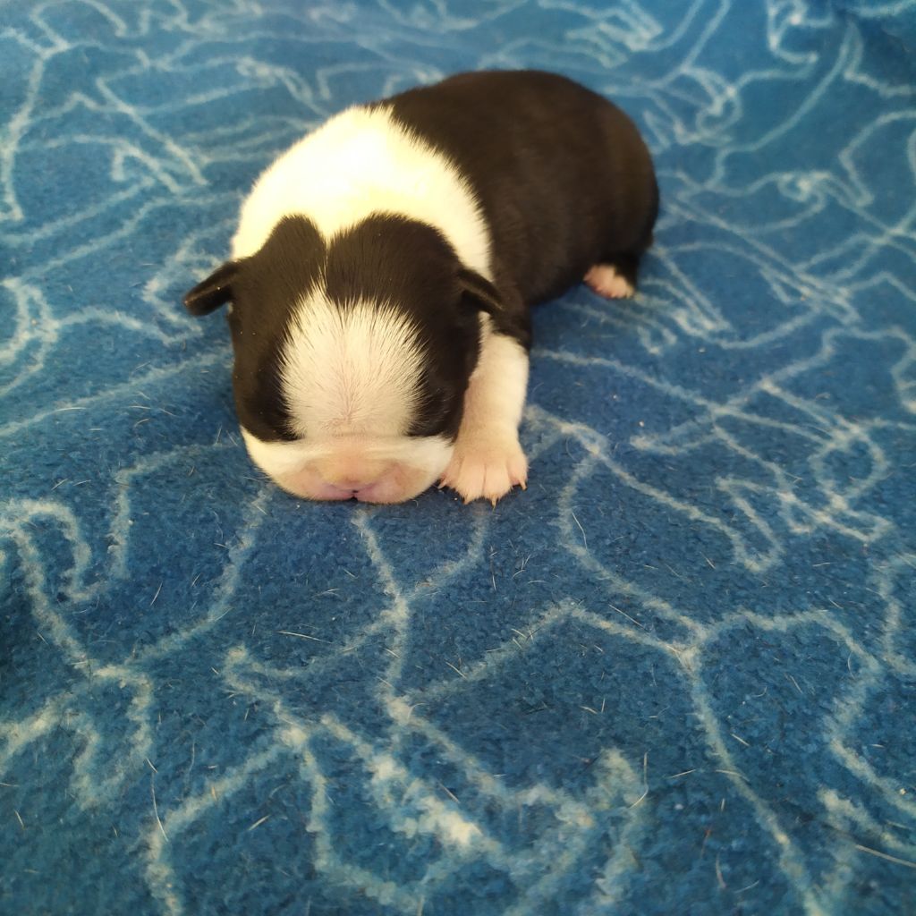 De L'esprit Du Chien - Chiots disponibles - Boston Terrier