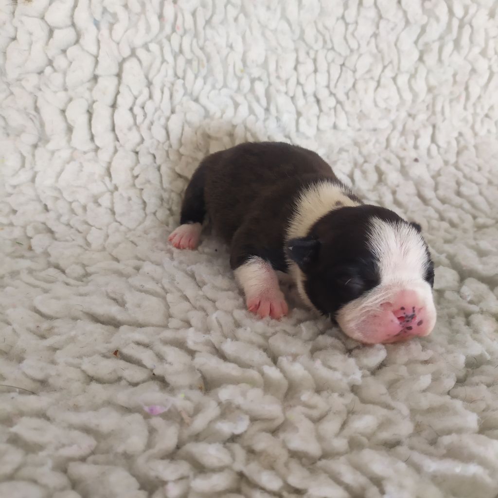 De L'esprit Du Chien - Chiots disponibles - Boston Terrier